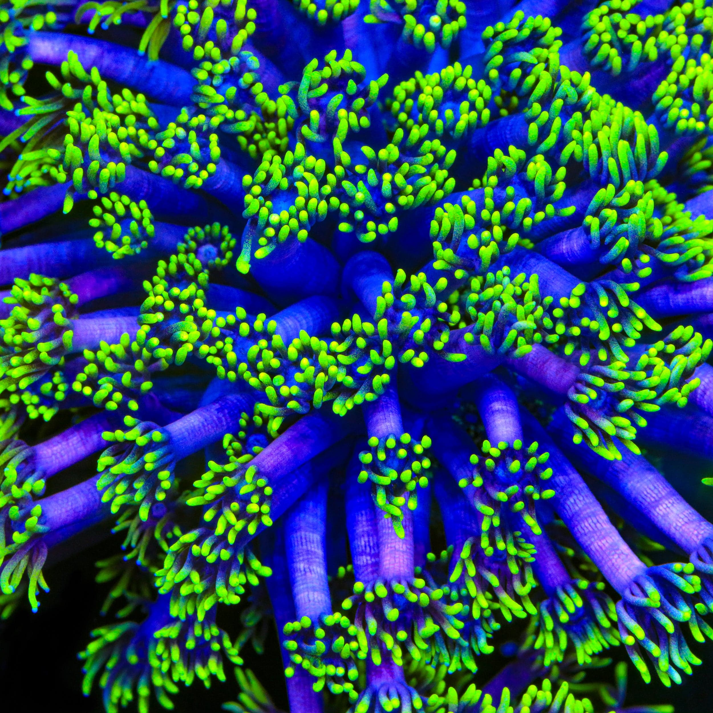 TSA Piccolo Goniopora Coral – Top Shelf Aquatics