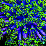 TSA Piccolo Goniopora Coral