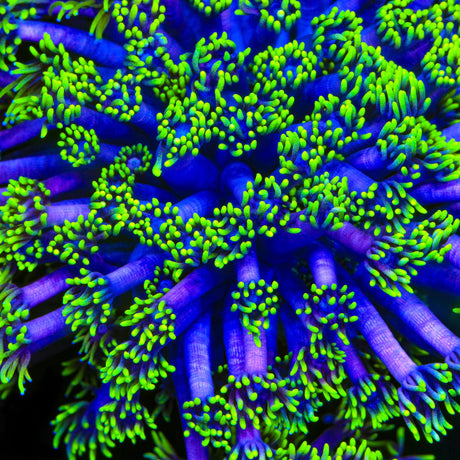 TSA Piccolo Goniopora Coral