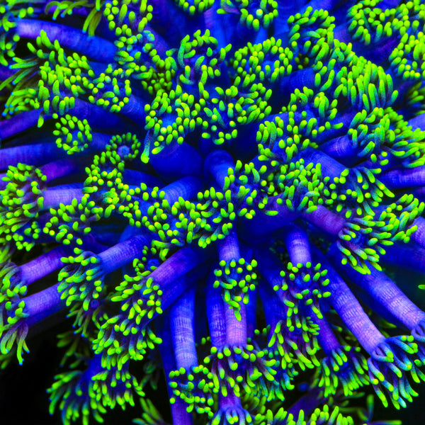TSA Piccolo Goniopora Coral