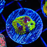 TSA Pikachu Favia Coral