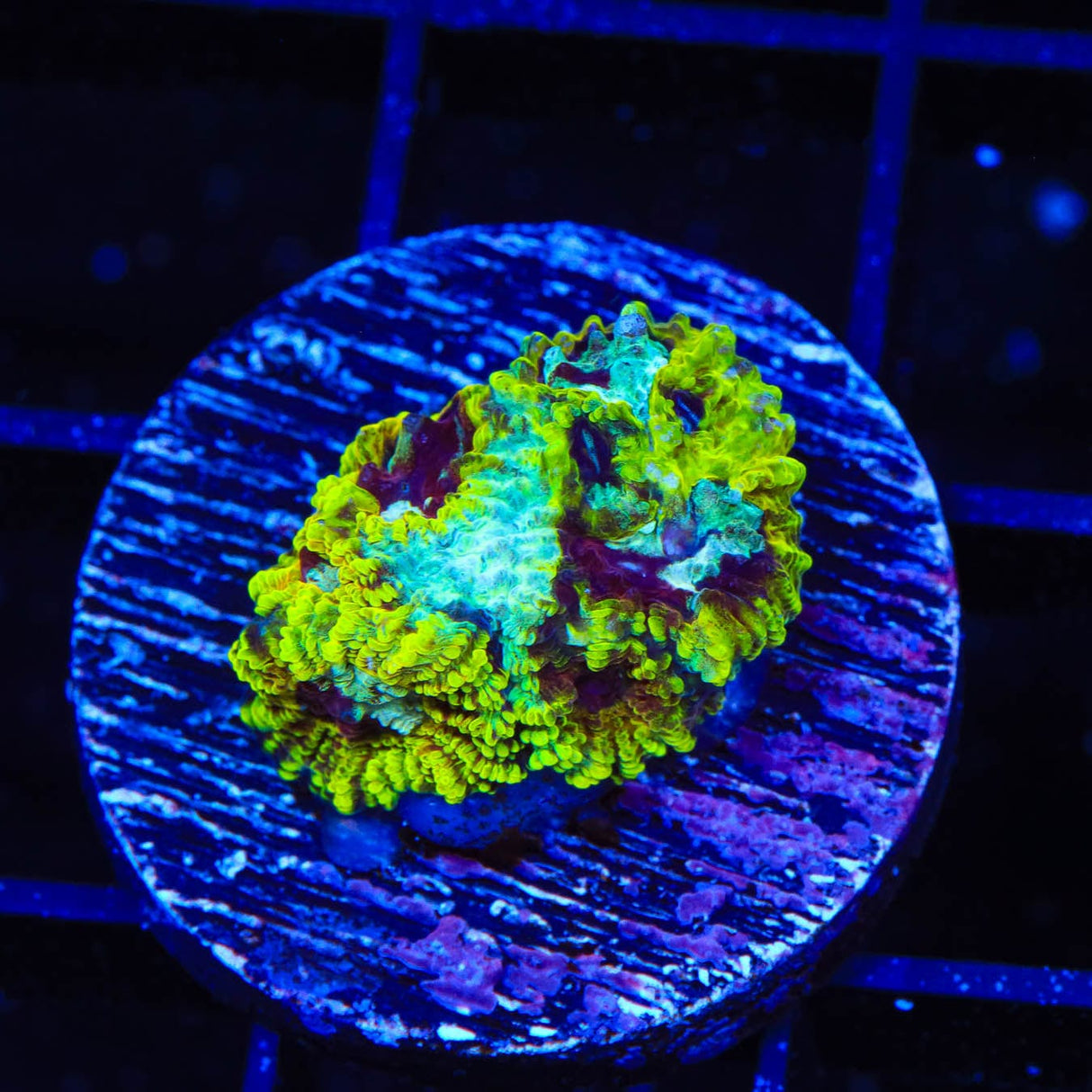 TSA Pikachu Favia Coral
