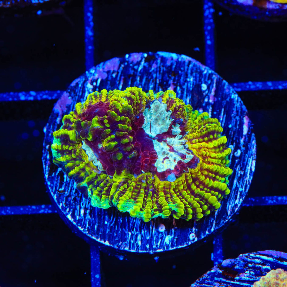 TSA Pikachu Favia Coral
