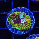 TSA Pikachu Favia Coral