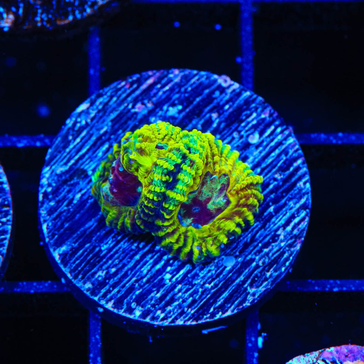 TSA Pikachu Favia Coral