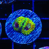 TSA Pikachu Favia Coral