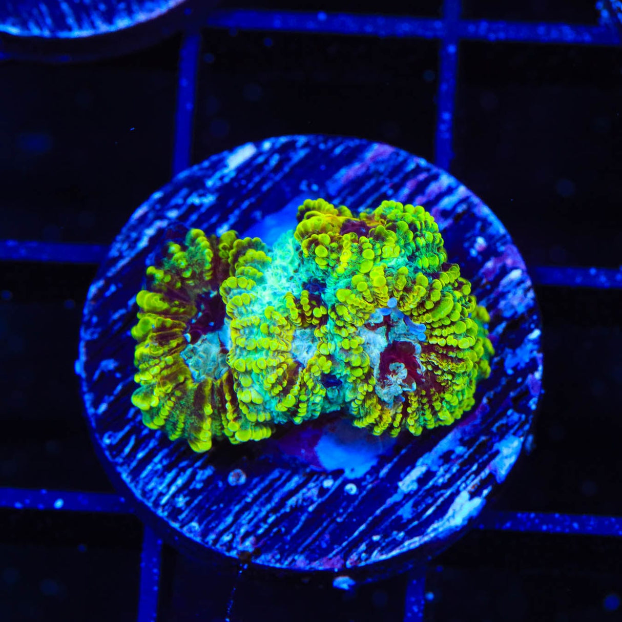 TSA Pikachu Favia Coral