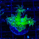 TSA Pin Stripe Goniopora Coral