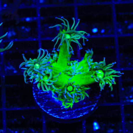 TSA Pin Stripe Goniopora Coral