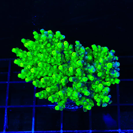 TSA Pineapple Juice Acropora Colony Coral