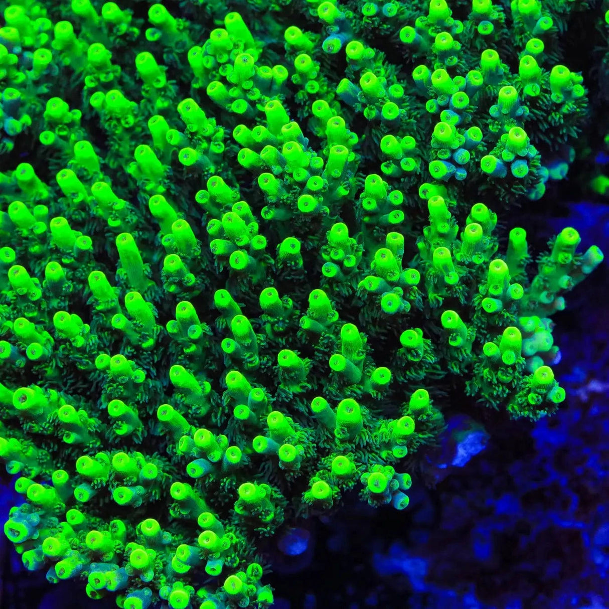 TSA Pineapple Juice Acropora Coral