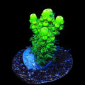 TSA Pineapple Juice Acropora Coral