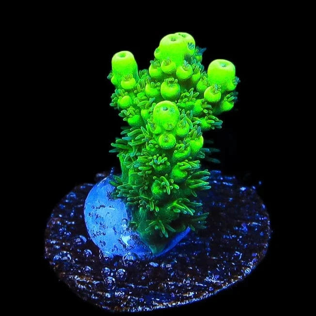 TSA Pineapple Juice Acropora Coral