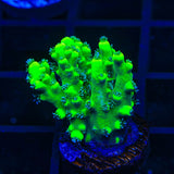 TSA Pineapple Juice Acropora Coral