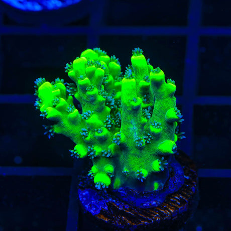 TSA Pineapple Juice Acropora Coral