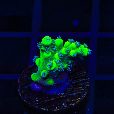 TSA Pineapple Juice Acropora Coral