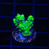 TSA Pineapple Juice Acropora Coral