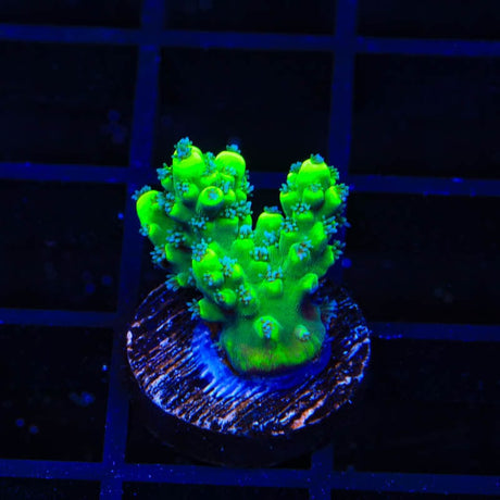 TSA Pineapple Juice Acropora Coral