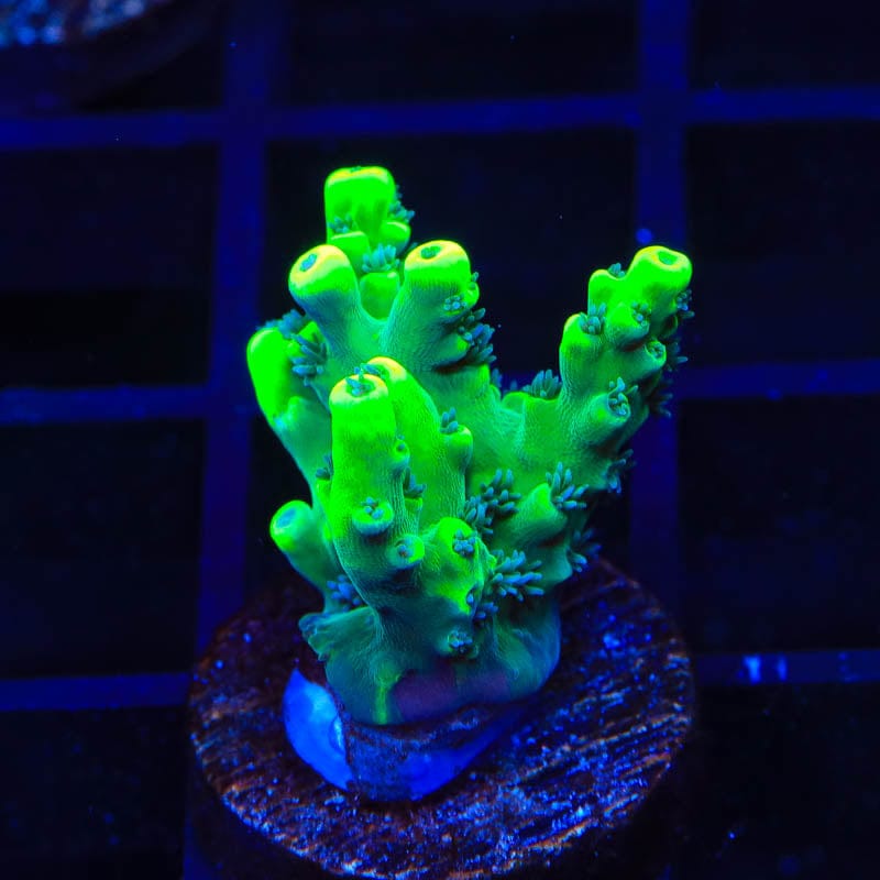 TSA Pineapple Juice Acropora Coral