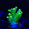 TSA Pineapple Juice Acropora Coral