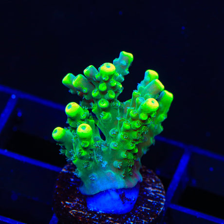 TSA Pineapple Juice Acropora Coral