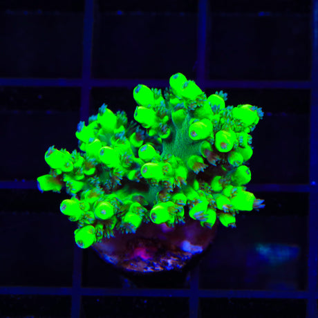 TSA Pineapple Juice Acropora Coral