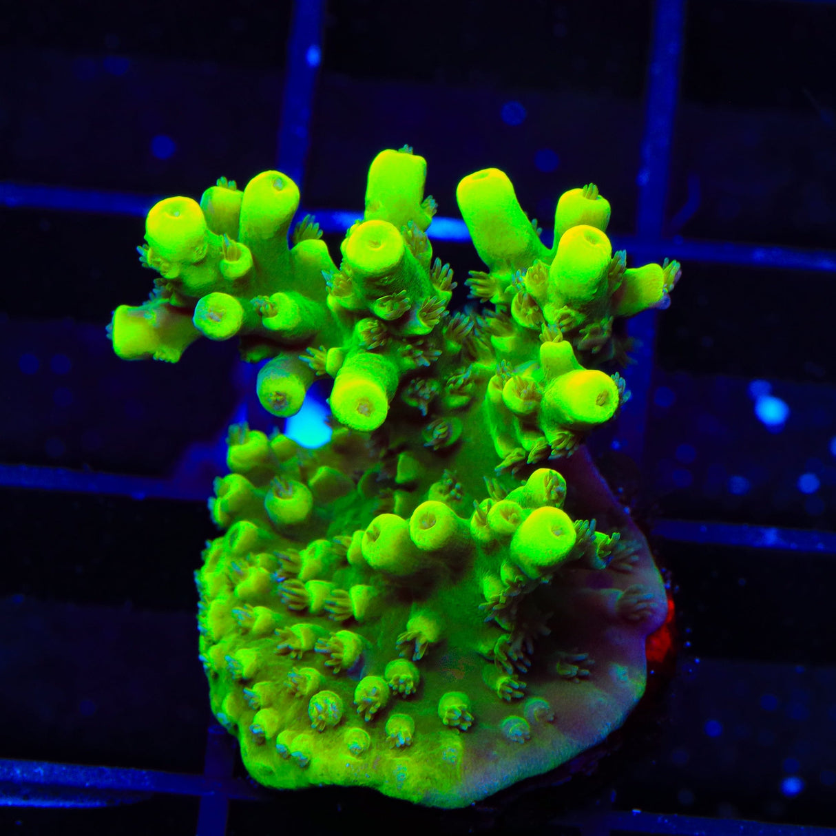 TSA Pineapple Juice Acropora Coral