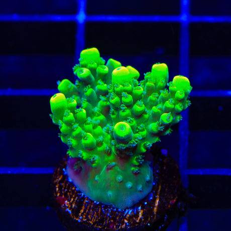 TSA Pineapple Juice Acropora Coral
