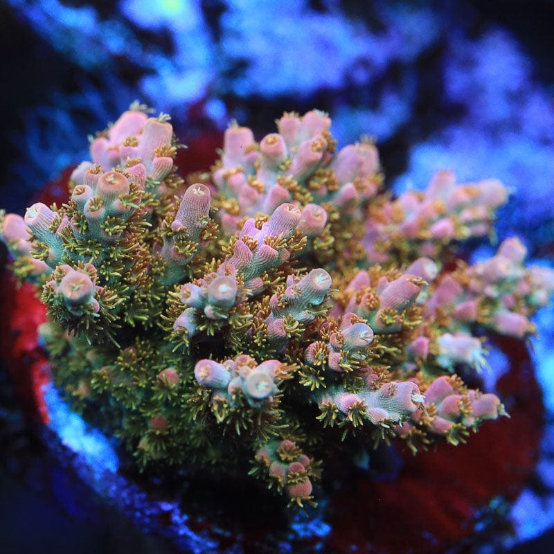 TSA Pineapple Xpress Acropora Coral