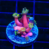 TSA Pink Diamond Goniopora Coral