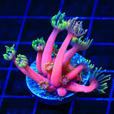 TSA Pink Diamond Goniopora Coral