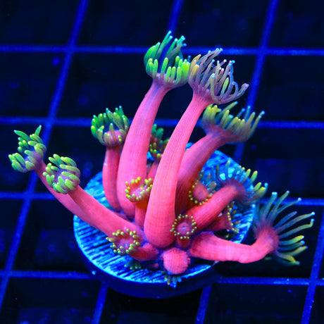 TSA Pink Diamond Goniopora Coral