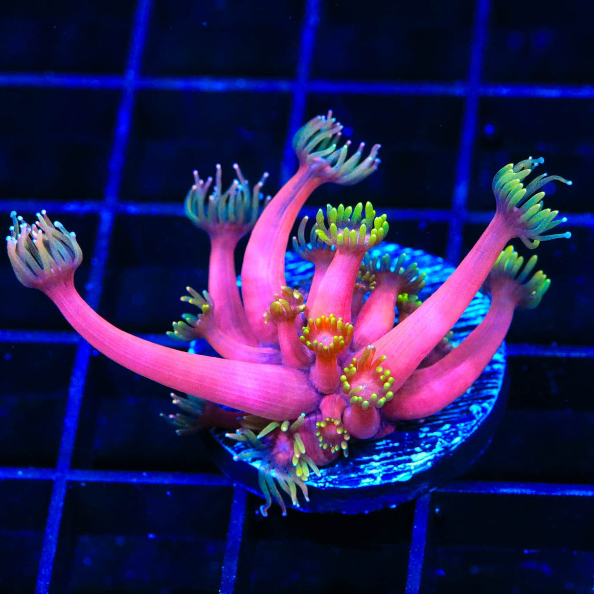 TSA Pink Diamond Goniopora Coral