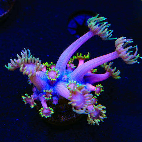 TSA Pink Dream Goniopora Coral