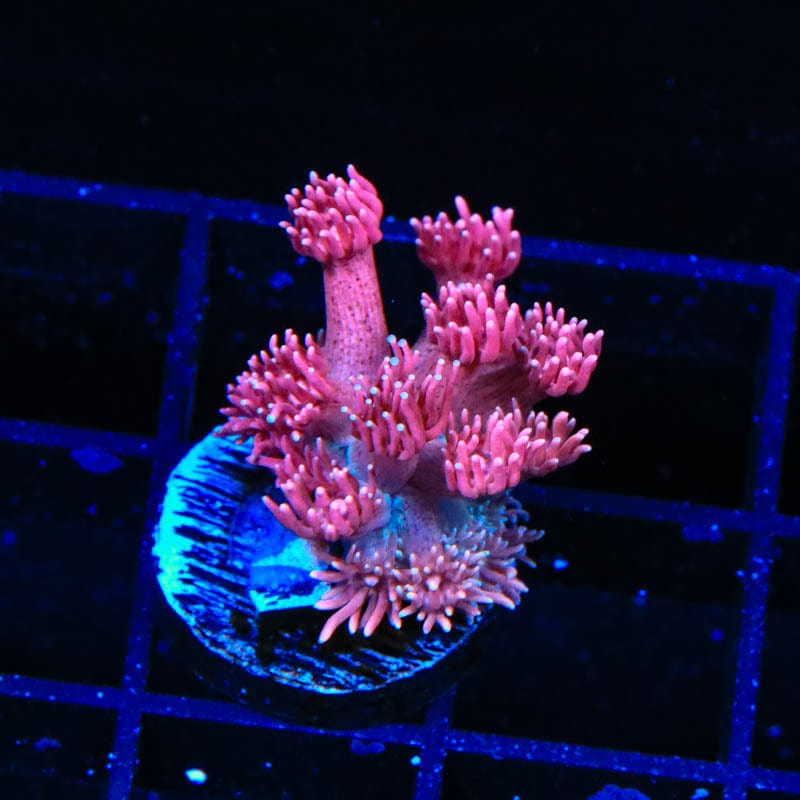 TSA Pink Dynamite Goniopora Coral