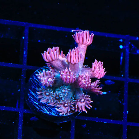 TSA Pink Dynamite Goniopora Coral