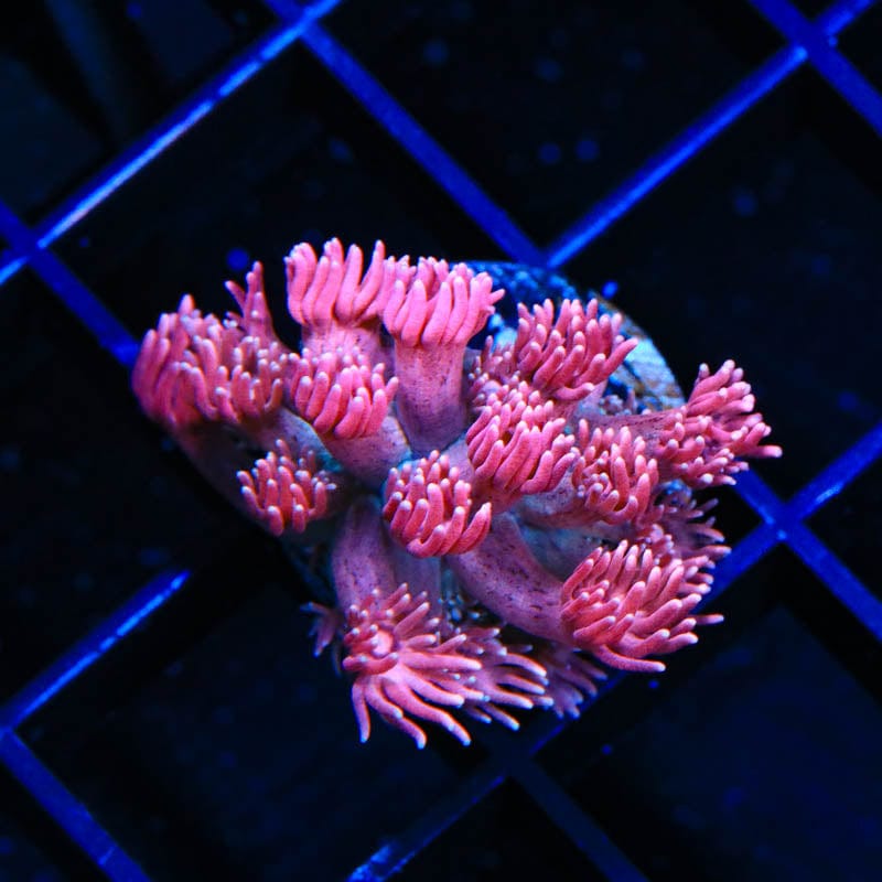 TSA Pink Dynamite Goniopora Coral