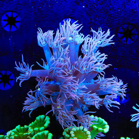 TSA Pink Flowers Goniopora Coral