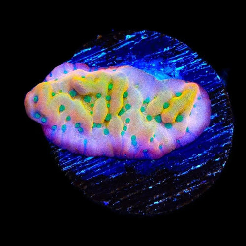 TSA Pink Halo Montipora Coral