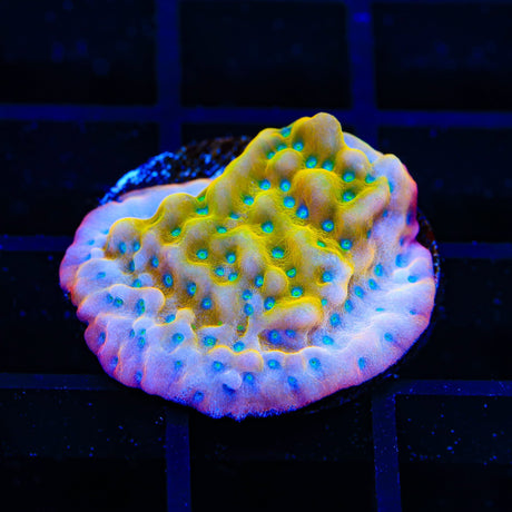TSA Pink Halo Montipora Coral