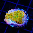 TSA Pink Halo Montipora Coral