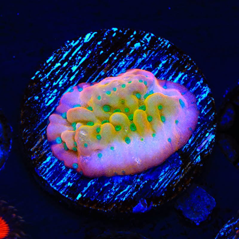 TSA Pink Halo Montipora Coral