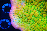 TSA Pink Halo Montipora Coral