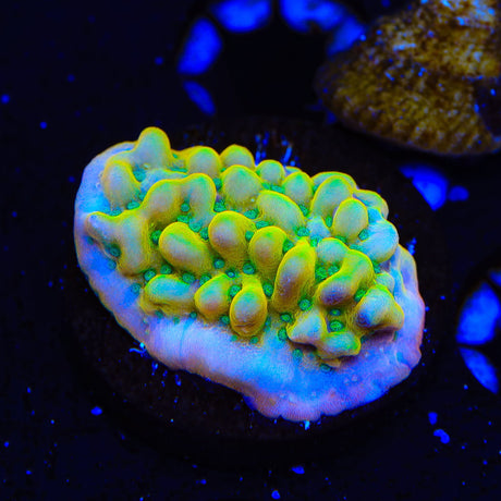 TSA Pink Halo Montipora Coral