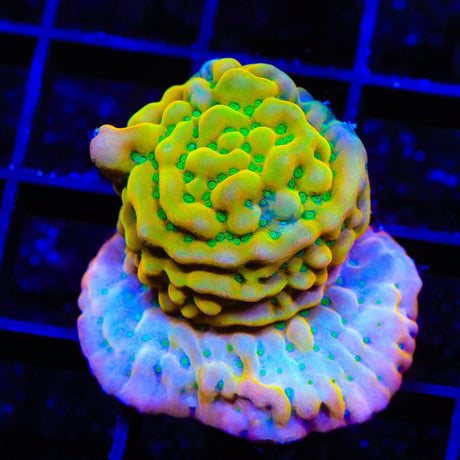 TSA Pink Halo Montipora XL Frag Coral