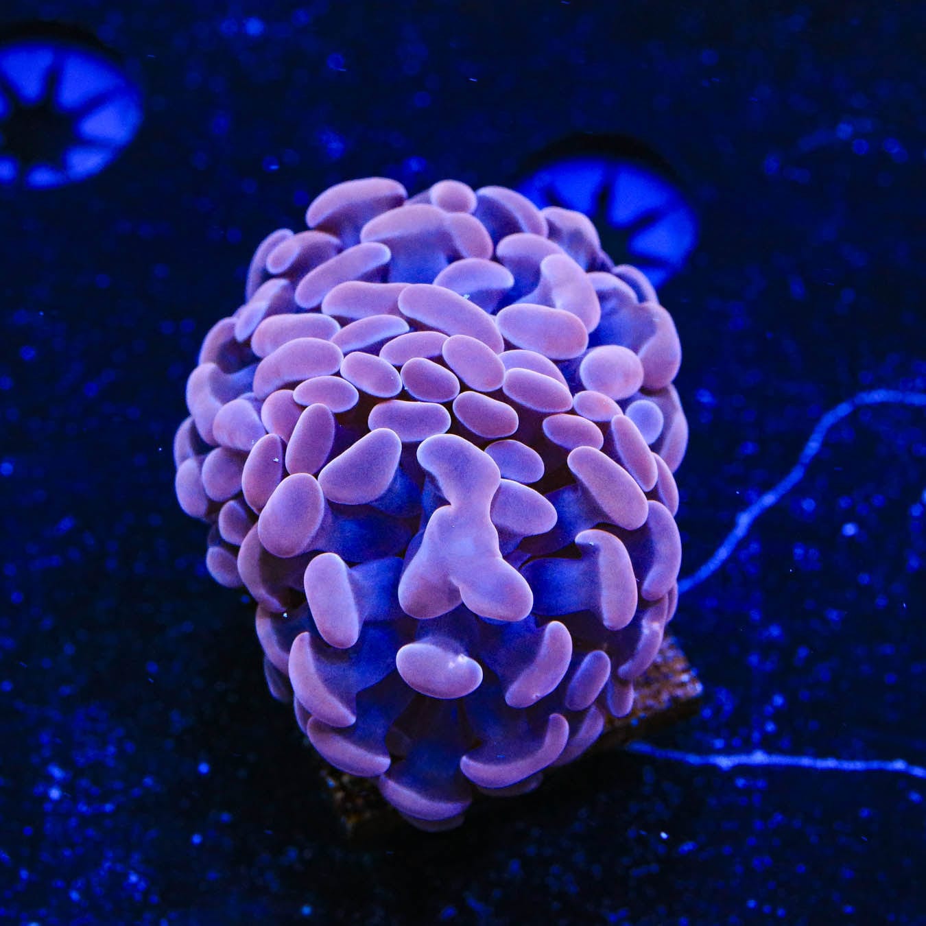TSA Pink Hammer Coral