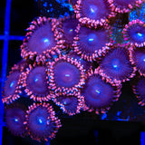 TSA Pink Orchid Zoanthids Coral