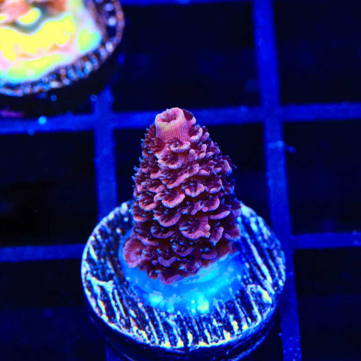 TSA Pink Panther Spathulata Acropora Coral