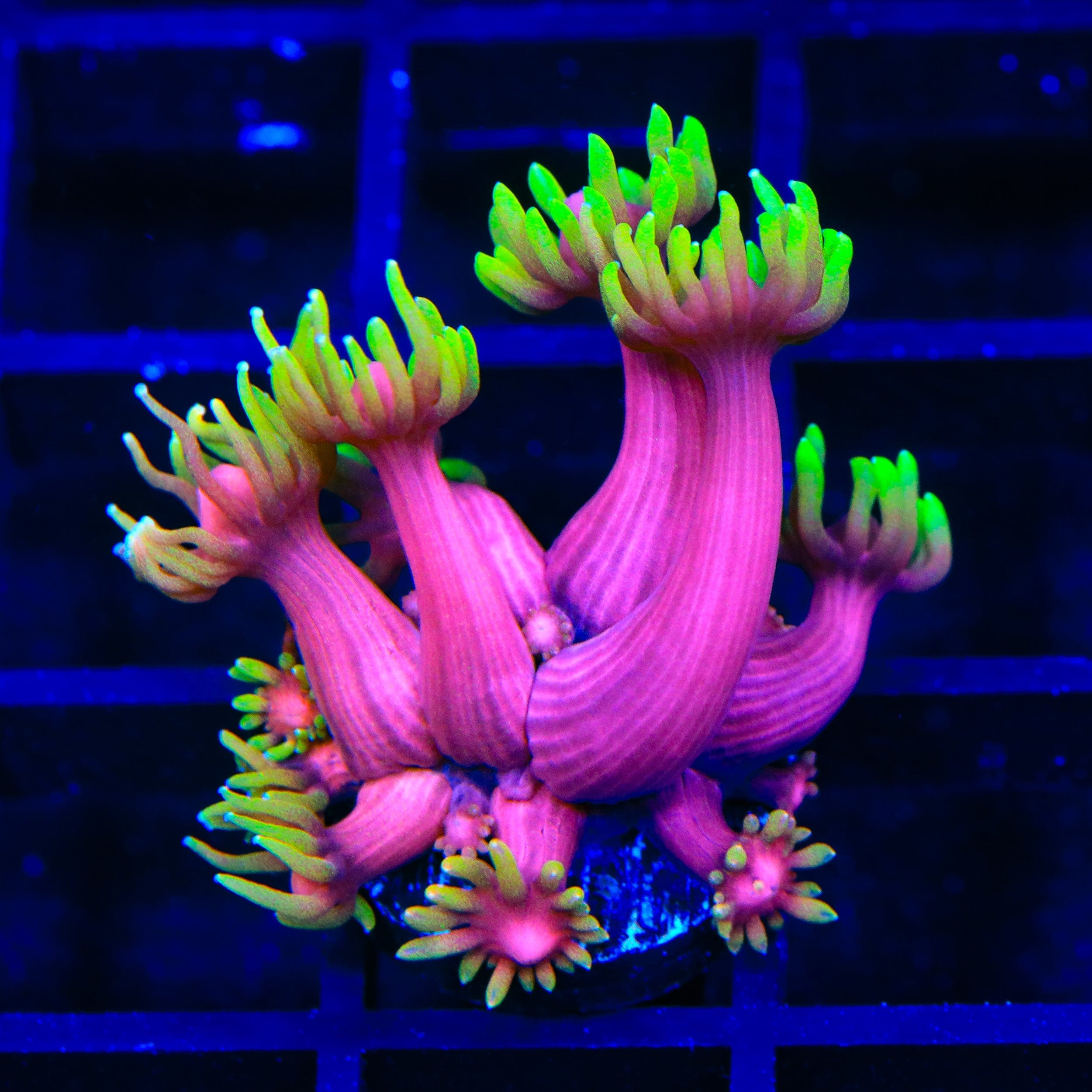 TSA Pink Primrose Goniopora Coral – Top Shelf Aquatics
