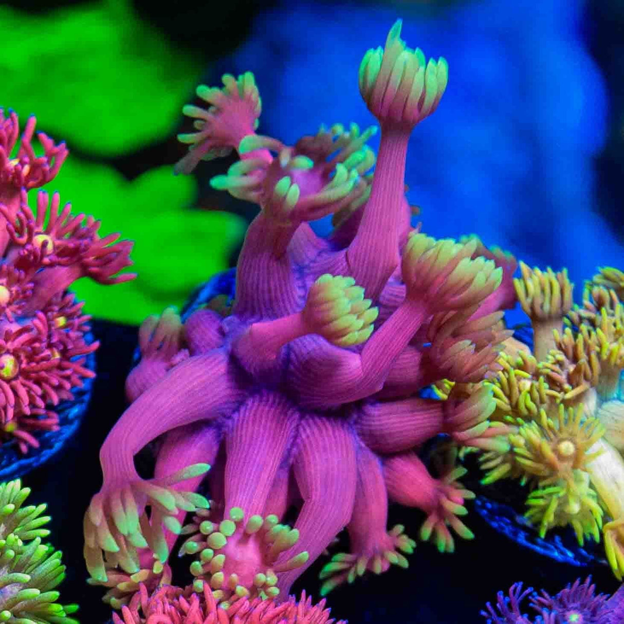 TSA Pink Primrose Goniopora Coral